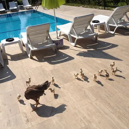 Melodi Club Давутлар