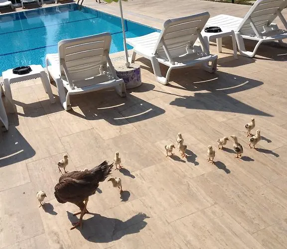 Melodi Club Davutlar